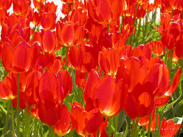 картина "Красные тюльпаны" с нанопокрытием